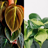 philodendron Micans + Brasil, With 5.5 inches White Decor pot